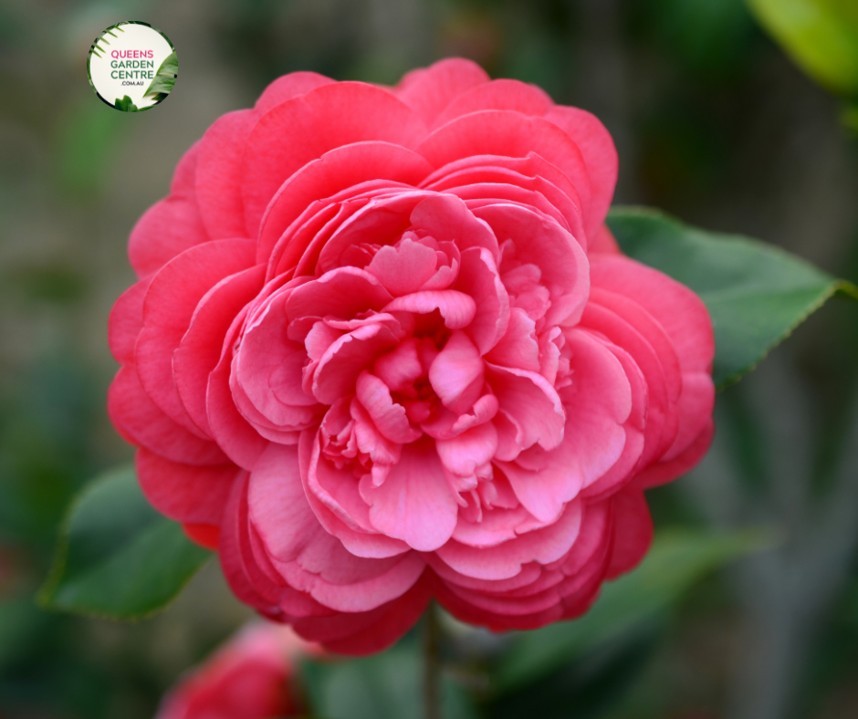 Close-up photo of a Camellia japonica CM Hovey plant, showcasing its elegant and enchanting flowers. The plant features large, white blooms with a bright yellow center of stamens. The petals have a smooth and slightly waxy texture, adding to their visual appeal.