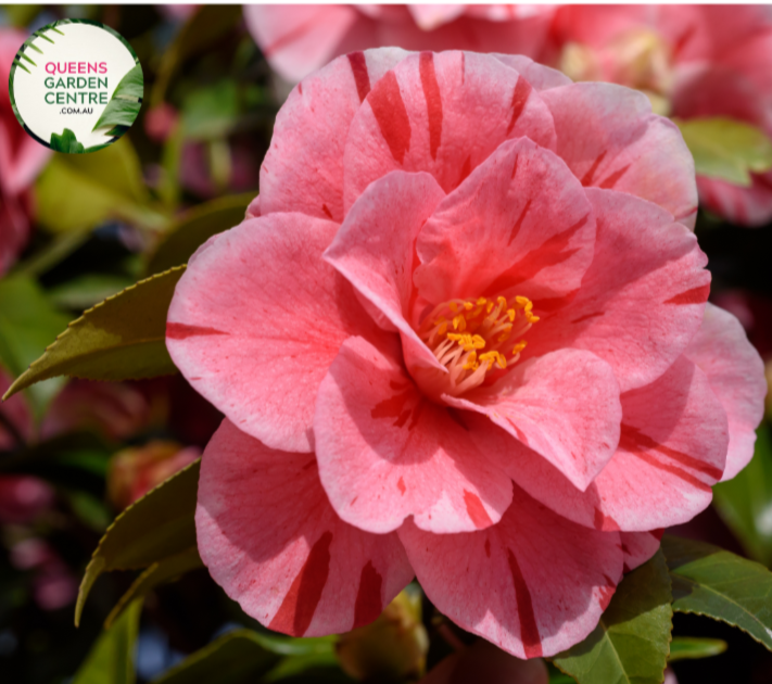 Camellia Japonica Emperor of Russia