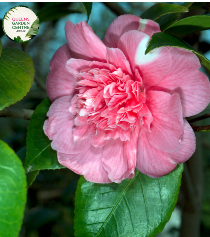 "A detailed image of the Camellia japonica 'Lady Loch' plant, highlighting its lush, dark green foliage and elegant, fully double blooms. The glossy leaves provide a rich backdrop for the profusion of large, rose-shaped flowers. 'Lady Loch' is renowned for its captivating pale pink blossoms, adding a touch of grace and sophistication to garden landscapes. This Camellia japonica variety stands out as a classic and ornamental addition, blending luxurious greenery with visually stunning floral displays."