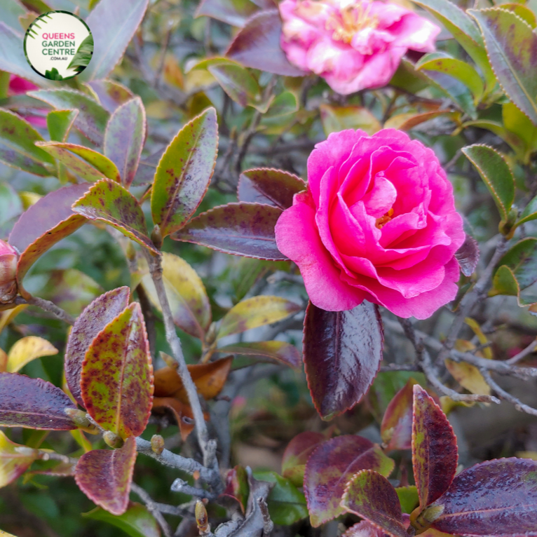 Close-up photo of a Camellia sasanqua 'Jennifer Susan' plant, showcasing its captivating and elegant flowers. The plant features medium-sized, semi-double blooms with pale pink petals and a prominent cluster of golden-yellow stamens at the center. The petals have a smooth and slightly ruffled appearance, adding depth and texture to the blossoms.