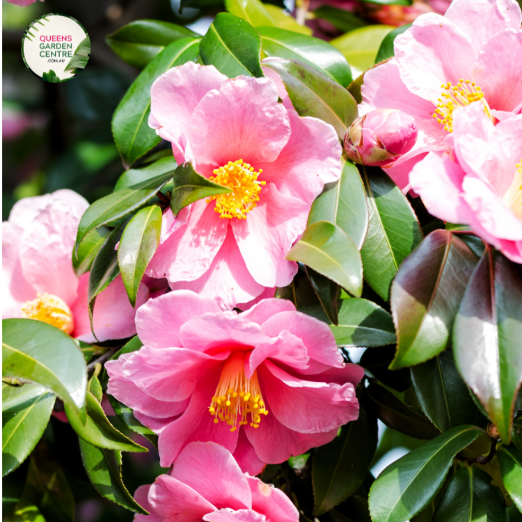 Close-up photo of a Camellia sasanqua 'Exquisite' plant, showcasing its delightful and elegant flowers. The plant features medium-sized, single blooms with soft pink petals and a prominent cluster of golden-yellow stamens at the center. The petals have a smooth and slightly ruffled appearance, adding depth and texture to the blossoms.