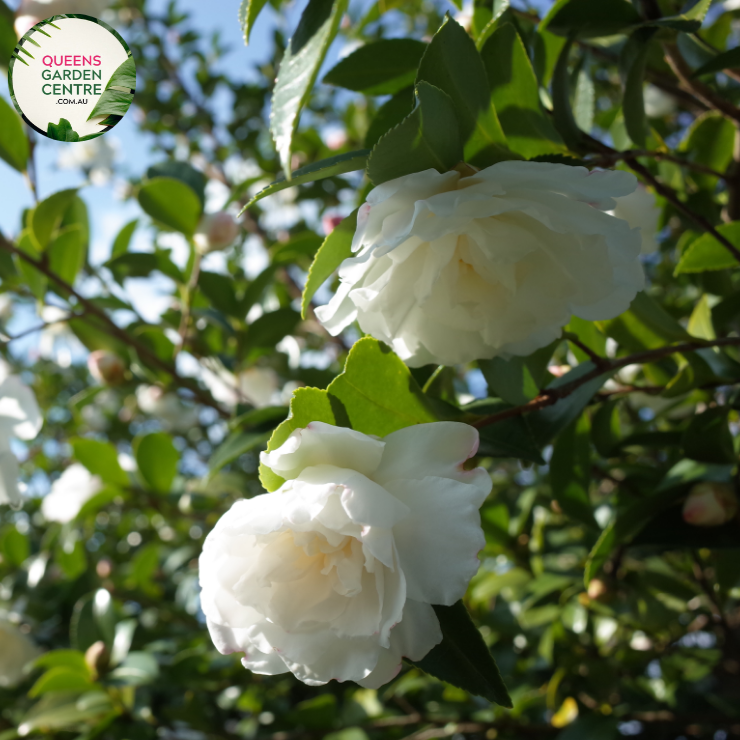 Alt text: Close-up photo of a Camellia sasanqua 'Setsugekka' plant, featuring its elegant white blooms. The evergreen shrub displays large, single flowers with delicate petals and a central cluster of golden stamens. The image captures the purity and beauty of the 'Setsugekka' variety, making it a charming addition to gardens and landscapes.