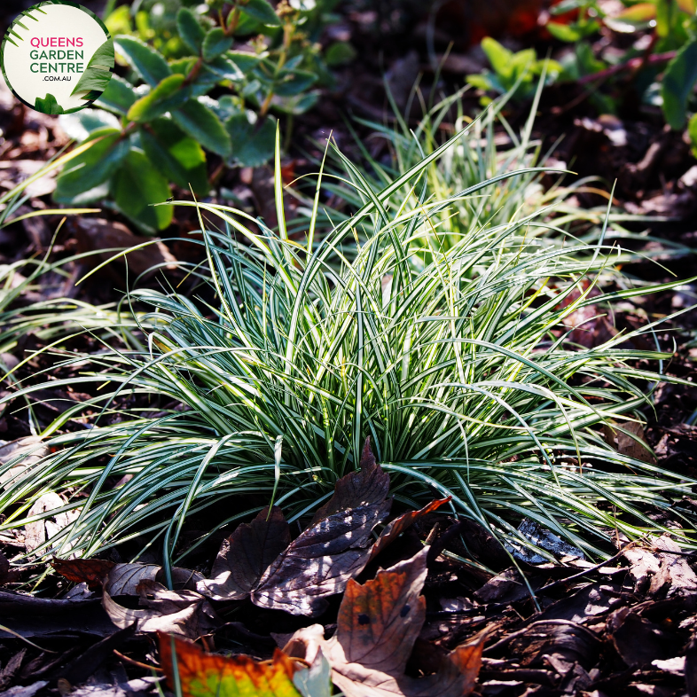 Close-up photo of a Carex Feather Falls plant, showcasing its graceful and feathery foliage. The plant features long, slender leaves with a cascading growth habit, resembling a delicate waterfall. The leaves have a soft and fine texture, giving them a feathery appearance. The photo captures the intricate details of the foliage, highlighting the flowing growth pattern, the lush green color, and the overall beauty of the Carex Feather Falls plant.