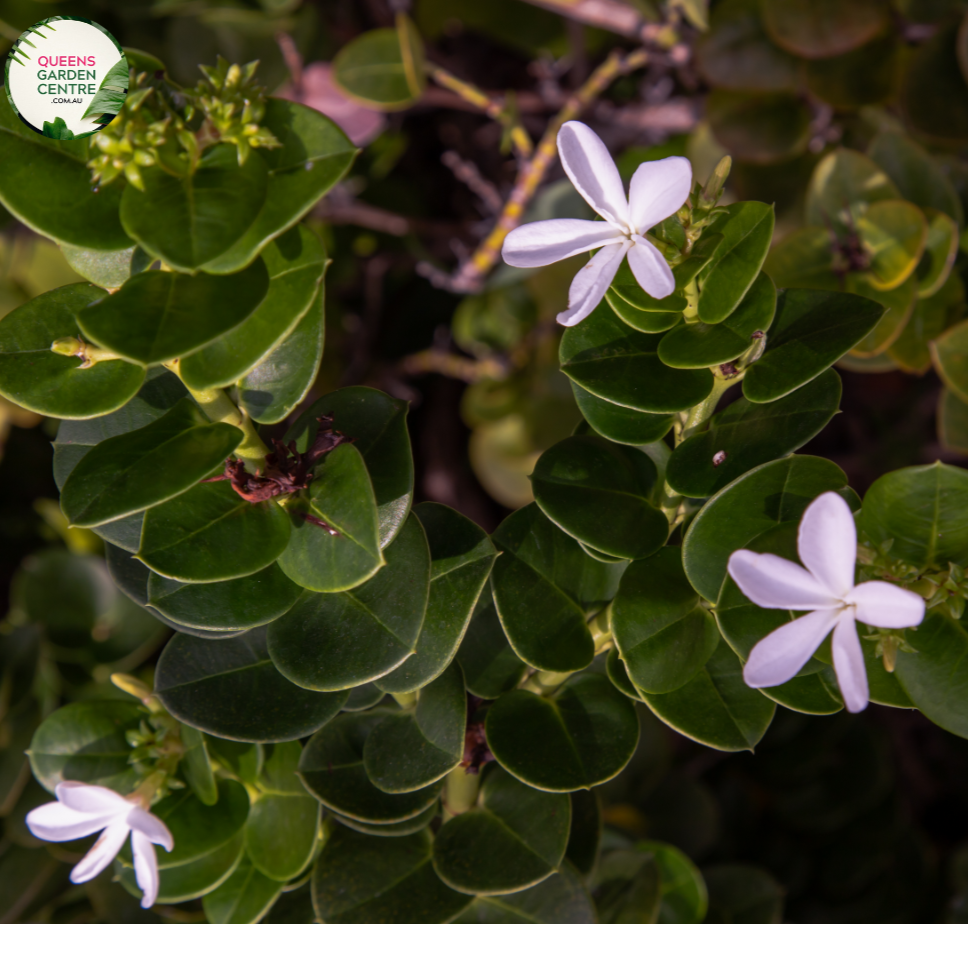 "A detailed view of the Carissa macrocarpa 'Desert Star' plant, featuring its dense, dark green foliage and clusters of small, star-shaped white flowers. The glossy leaves create a lush and compact appearance, serving as a backdrop for the profusion of blooms. 'Desert Star' is a cultivar of Carissa macrocarpa, commonly known as Natal Plum, known for its resilience and ornamental appeal. This plant is a versatile addition to garden landscapes, offering both greenery and delicate floral accents."