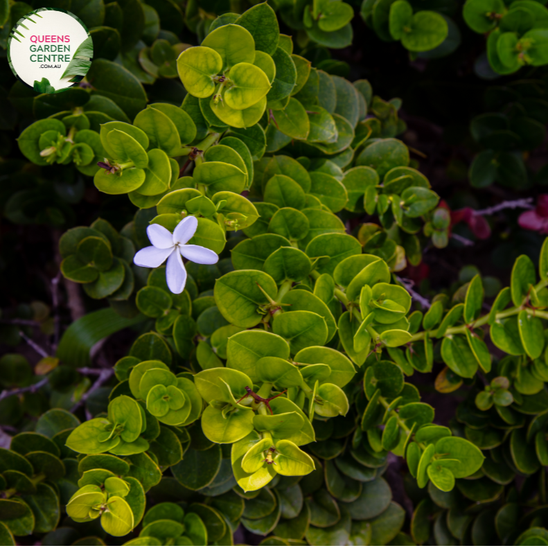 "A detailed view of the Carissa macrocarpa 'Desert Star' plant, featuring its dense, dark green foliage and clusters of small, star-shaped white flowers. The glossy leaves create a lush and compact appearance, serving as a backdrop for the profusion of blooms. 'Desert Star' is a cultivar of Carissa macrocarpa, commonly known as Natal Plum, known for its resilience and ornamental appeal. This plant is a versatile addition to garden landscapes, offering both greenery and delicate floral accents."