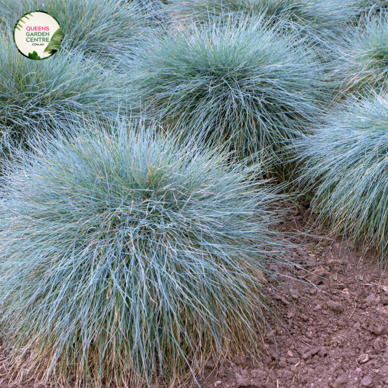 Close-up photo of a Casuarina glauca 'Cousin It' plant, showcasing its unique and striking foliage. The plant features a dense mound of slender, cascading branches covered in fine, needle-like leaves. The leaves have a silvery-blue color and a soft, flowing texture, resembling a cascading waterfall.