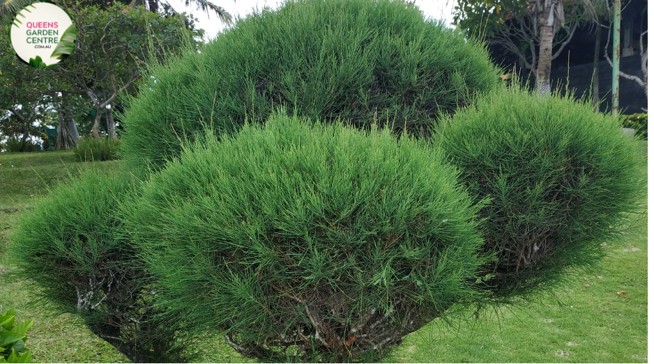 Close-up photo of a Casuarina 'Green Wave' plant, showcasing its unique and elegant foliage. The plant features a dense canopy of slender, arching branches covered in small, needle-like leaves. The leaves have a vibrant green color and a slightly wavy or rippled appearance, giving the plant its name "Green Wave.