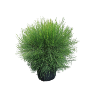 Casurina Glauca Green Wave