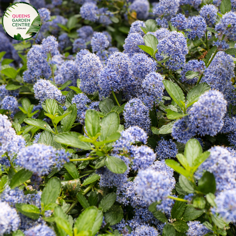 Close-up of Ceanothus Blue Pacific: This image provides a detailed view of the Ceanothus Blue Pacific flower cluster. The small, delicate flowers are arranged in dense clusters along the stems, creating a profusion of vibrant blue blossoms. Each individual flower features five petals and a central cluster of stamens, giving it a star-like appearance.