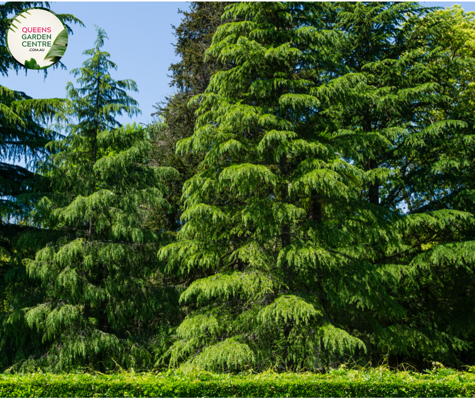 "A majestic image of the Cedrus deodara, commonly known as the Himalayan Cedar, showcasing its stately and pyramidal form. The evergreen conifer features long, graceful needles in shades of green, creating a dense and lush appearance. The tree's elegant branches form a pyramid-like silhouette, adding a touch of grandeur to the landscape. The Himalayan Cedar is revered for its towering presence and ornamental beauty, making it a striking addition to gardens and larger outdoor spaces."