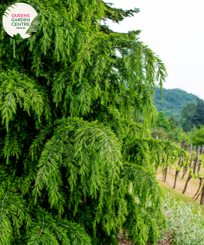 "A majestic image of the Cedrus deodara, commonly known as the Himalayan Cedar, showcasing its stately and pyramidal form. The evergreen conifer features long, graceful needles in shades of green, creating a dense and lush appearance. The tree's elegant branches form a pyramid-like silhouette, adding a touch of grandeur to the landscape. The Himalayan Cedar is revered for its towering presence and ornamental beauty, making it a striking addition to gardens and larger outdoor spaces."