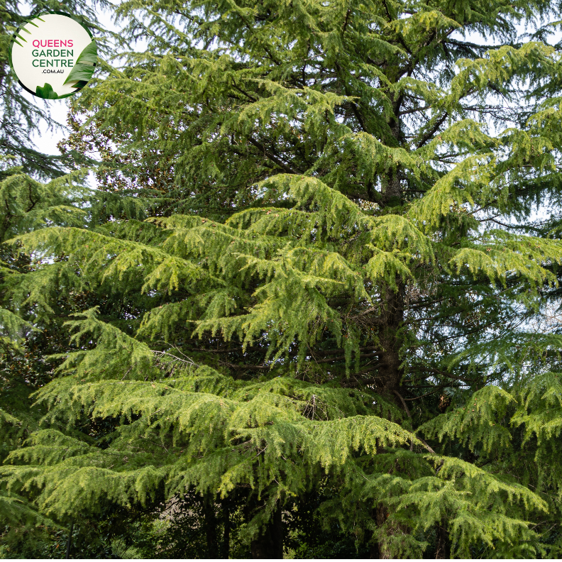 "A majestic image of the Cedrus deodara, commonly known as the Himalayan Cedar, showcasing its stately and pyramidal form. The evergreen conifer features long, graceful needles in shades of green, creating a dense and lush appearance. The tree's elegant branches form a pyramid-like silhouette, adding a touch of grandeur to the landscape. The Himalayan Cedar is revered for its towering presence and ornamental beauty, making it a striking addition to gardens and larger outdoor spaces."