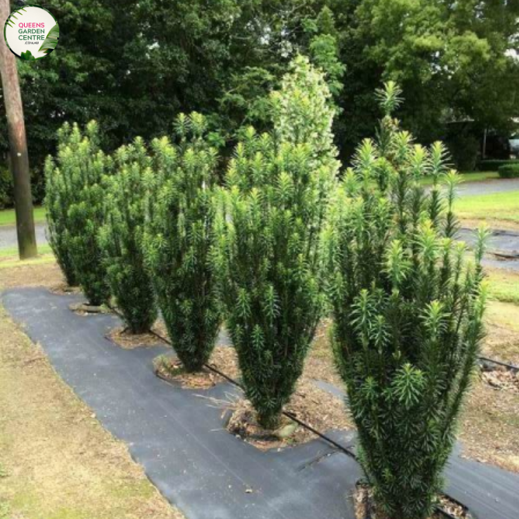 Cephalotaxus Harringtonia (Fastigiata) Plum Yew
