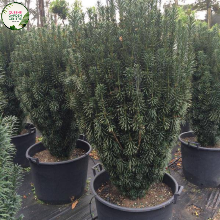 Cephalotaxus Harringtonia (Fastigiata) Plum Yew