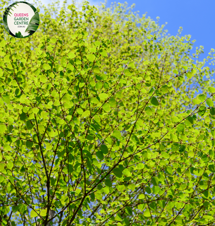 Close-up of a Cercidiphyllum japonicum (Katsura) plant. The image features heart-shaped leaves with a distinct, scalloped edge. The leaves are arranged in an opposite pattern along thin, reddish-brown stems. Each leaf has a prominent central vein and finely textured surface, showing a gradient of colors from green to shades of yellow and orange, indicating seasonal change.