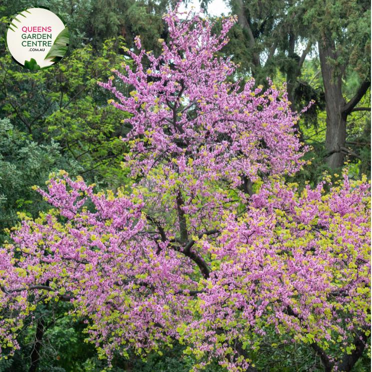 Close-up of Cercis siliquastrum Judas Tree: This image showcases the delicate features of the Cercis siliquastrum, commonly known as the Judas Tree. The focal point is a cluster of vibrant pink, pea-shaped flowers, which densely adorn the branches of the tree. Each flower consists of five petals arranged in a rounded shape, with small, contrasting stamens at the center.