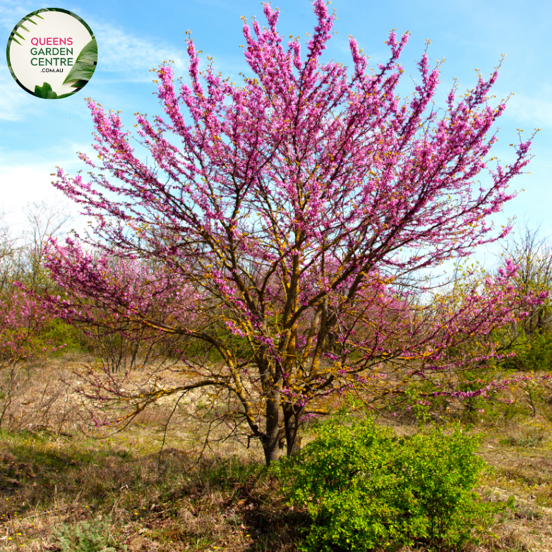 Close-up of Cercis siliquastrum Judas Tree: This image showcases the delicate features of the Cercis siliquastrum, commonly known as the Judas Tree. The focal point is a cluster of vibrant pink, pea-shaped flowers, which densely adorn the branches of the tree. Each flower consists of five petals arranged in a rounded shape, with small, contrasting stamens at the center.