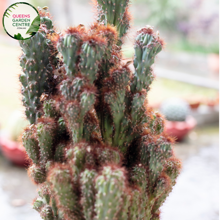 Alt text: Cereus peruvianus Monstrose Blue, also known as Peruvian Apple or Blue Torch Cactus, showcases a unique blue-green coloration and irregular, contorted growth pattern. Its ribbed, columnar stems give it an otherworldly appearance, making it a striking addition to arid gardens and succulent collections.