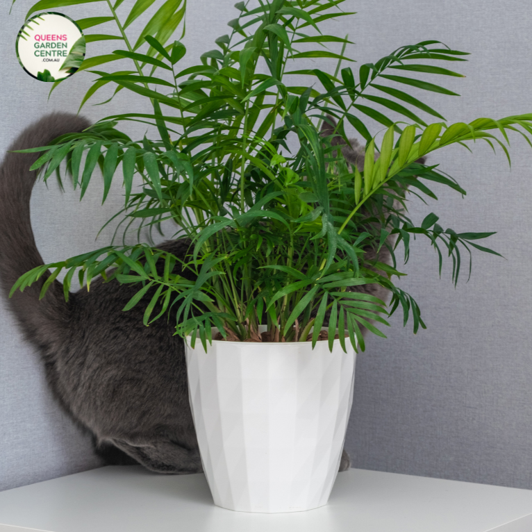 Close-up photo of a Chamaedorea Atrovirens plant, commonly known as the Bamboo Palm or Atrovirens Palm, showcasing its lush and graceful foliage. The plant features a cluster of slender, arching fronds with a rich green color and a slightly feathery texture. The fronds form an elegant canopy, creating a tropical and inviting atmosphere.