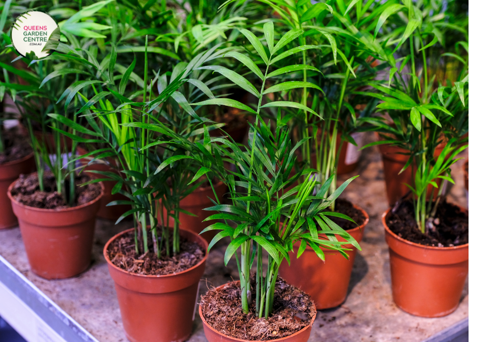 Close-up photo of a Chamaedorea Atrovirens plant, commonly known as the Bamboo Palm or Atrovirens Palm, showcasing its lush and graceful foliage. The plant features a cluster of slender, arching fronds with a rich green color and a slightly feathery texture. The fronds form an elegant canopy, creating a tropical and inviting atmosphere.