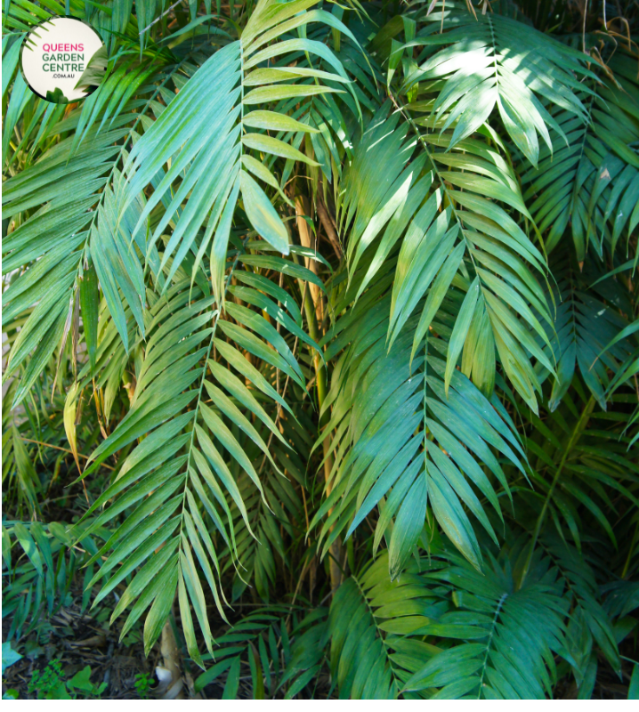 Close-up photo of a Chamaedorea elegans plant, commonly known as the Parlour Palm, showcasing its delicate and lush foliage. The plant features a cluster of slender, graceful fronds with a vibrant green color and a slightly arching growth pattern. The fronds create a soft and inviting appearance, perfect for indoor spaces. The photo captures the intricate details of the foliage, highlighting the lush green color, the gentle arching fronds, and the overall beauty of the Chamaedorea elegans Parlour Palm.