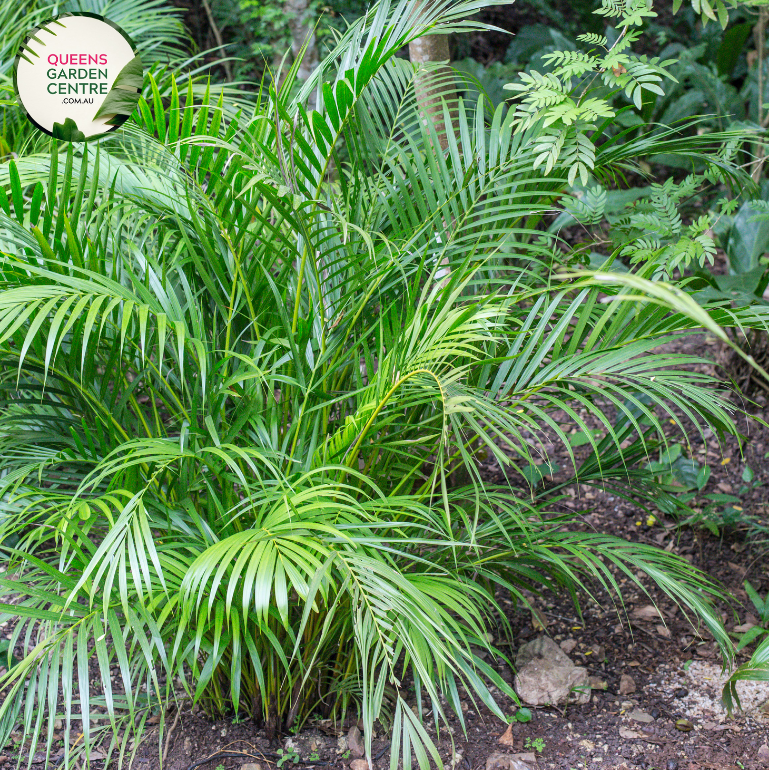 Alt text: Chamaedorea seifrizii, commonly known as the Bamboo Palm or Reed Palm, is a graceful indoor palm plant. It features feathery, arching fronds that give it a soft and tropical appearance. The slender, bamboo-like stems add to its elegant and airy quality, making it a popular choice for indoor decor.