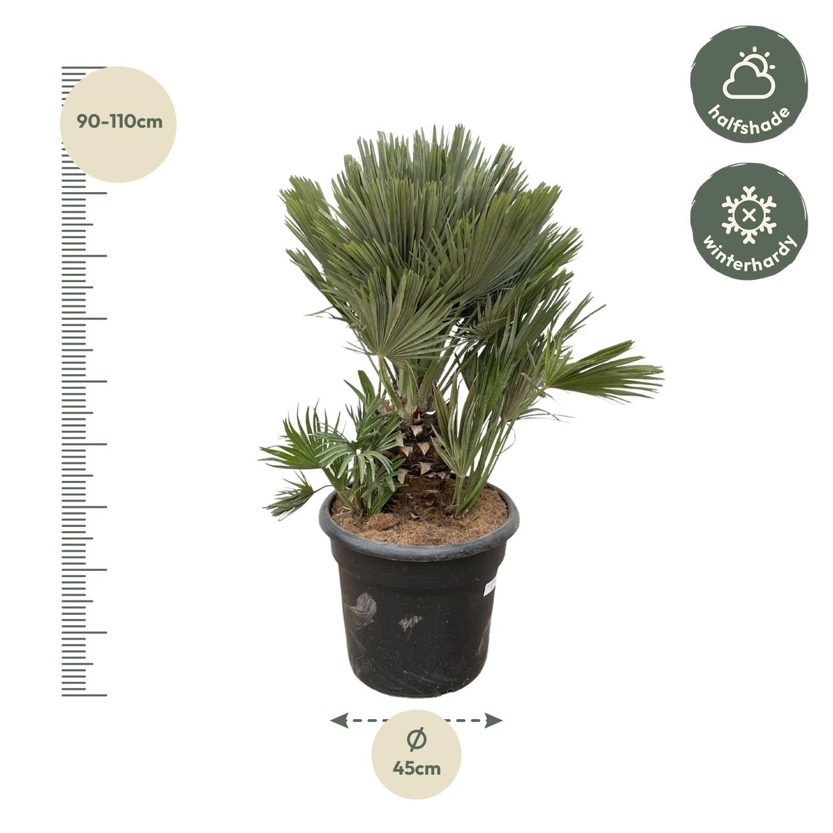Chamaerops Humilis Compact