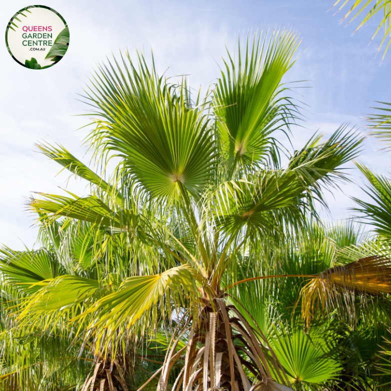 Alt text: Close-up photo of a Chamaerops humilis, commonly known as the European Fan Palm, featuring its distinctive fan-shaped leaves. The compact palm plant displays a cluster of palmate fronds, each with segmented, fan-like leaflets. The photo captures the symmetrical arrangement of the leaves and the overall elegance of the Chamaerops humilis European Fan Palm.