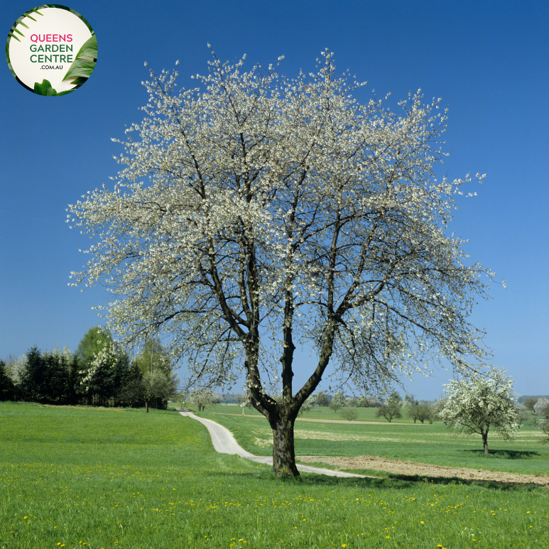 Alt text: Prunus avium 'Lapins,' a sweet cherry tree variety, featuring a deciduous form with ovate, serrated leaves and clusters of white blossoms. This fruit-bearing tree produces flavorful, dark red cherries. 'Lapins' is a popular choice for orchards and home gardens, offering both ornamental beauty and the potential for a delicious harvest.