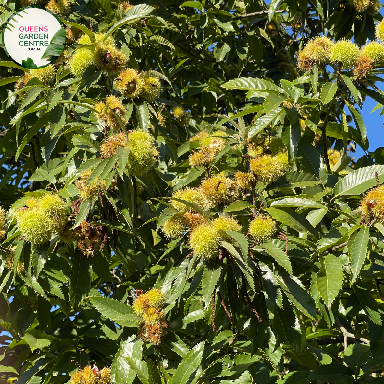 Close-up of Emerald Gem Chestnut Tree: This image provides a detailed view of the foliage and nuts of the Castanea sativa, commonly known as the Chestnut tree, specifically the Emerald Gem variety. The leaves are deep green and glossy, showcasing their lanceolate shape and serrated edges.