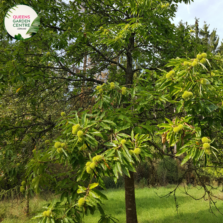 Close-up of Emerald Gem Chestnut Tree: This image provides a detailed view of the foliage and nuts of the Castanea sativa, commonly known as the Chestnut tree, specifically the Emerald Gem variety. The leaves are deep green and glossy, showcasing their lanceolate shape and serrated edges.