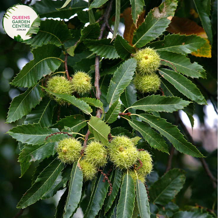 Close-up of Emerald Gem Chestnut Tree: This image provides a detailed view of the foliage and nuts of the Castanea sativa, commonly known as the Chestnut tree, specifically the Emerald Gem variety. The leaves are deep green and glossy, showcasing their lanceolate shape and serrated edges.