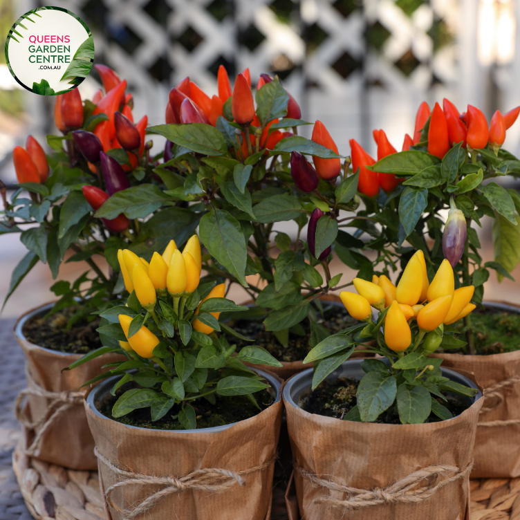 Alt text: Close-up photo of a Stromanthe sanguinea 'Triostar' plant, displaying its stunning variegated foliage. The tropical houseplant features large, lance-shaped leaves with an intricate pattern of pink, green, and cream colors, creating a visually captivating display.