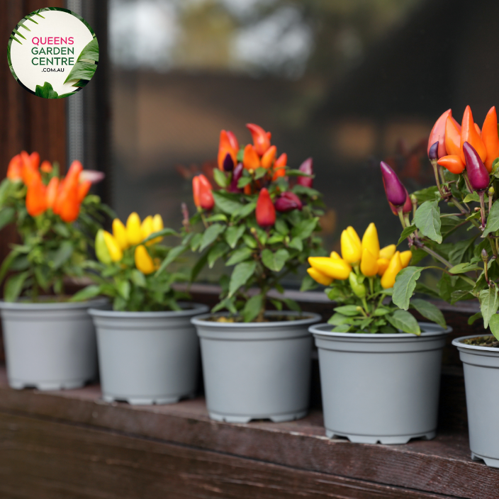 Alt text: Close-up photo of a Stromanthe sanguinea 'Triostar' plant, displaying its stunning variegated foliage. The tropical houseplant features large, lance-shaped leaves with an intricate pattern of pink, green, and cream colors, creating a visually captivating display.