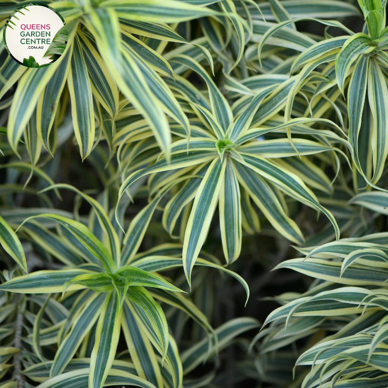 Close-up of Chlorophytum comosum (Spider Plant): This image showcases the intricate details of the Chlorophytum comosum plant. The slender, arching leaves are a vibrant shade of green, with a central stripe of lighter coloration running along the length of each leaf. The leaves emerge from a central rosette and gracefully cascade downwards, creating a cascading effect. At the base of the plant, small offsets, known as spider plant babies, can be seen emerging from long, wiry stems.