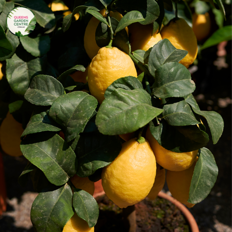 Close-up photo of a Citrus limon 'Lisbon' plant, commonly known as Lisbon Lemon, showcasing its vibrant and aromatic fruit. The plant features medium-sized, oval-shaped lemons with a bright yellow color and a slightly textured rind. The lemons are surrounded by glossy green leaves and small white flowers.