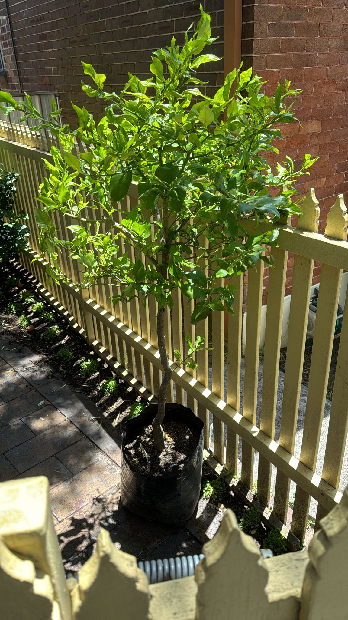 Simple & Descriptive: Close-up of a Lisbon lemon (Citrus limon) fruit.
More Detail: Close-up of a ripe Lisbon lemon (Citrus limon) on the branch.
Focus on Texture: Close-up showing the textured peel of a Lisbon lemon (Citrus limon).
Including Size: Close-up of a 400mm Lisbon lemon (Citrus limon) showing its size and detail. (Use this if the size is a key feature you want to highlight.)