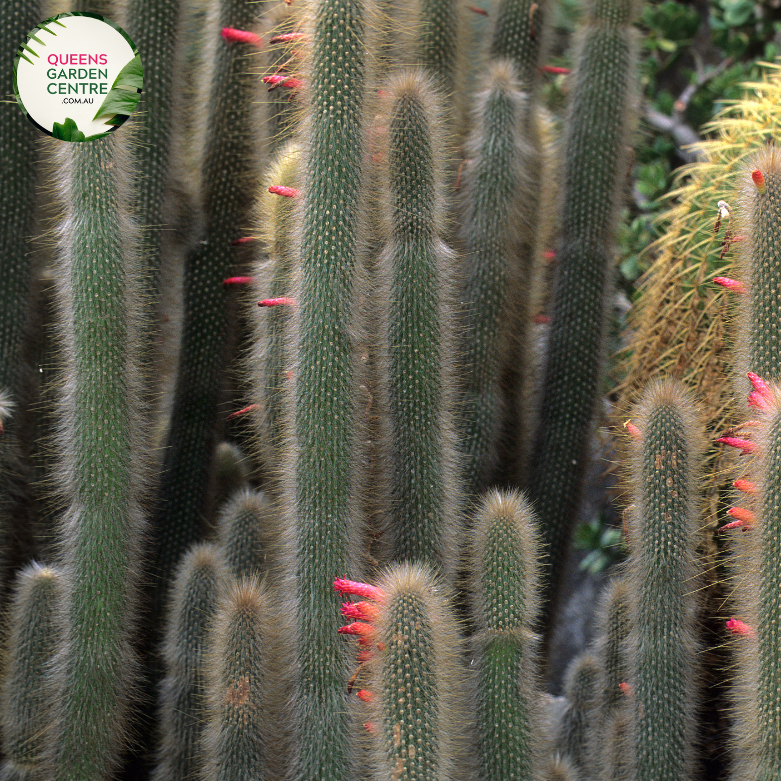 Alt text: Cleistocactus strausii, also known as the Silver Torch Cactus, is a striking succulent with tall, slender stems covered in silvery-white spines. The cylindrical stems resemble torches, and the plant produces bright red or orange flowers at the tips. This cactus adds a sculptural and dramatic element to arid gardens or succulent collections.