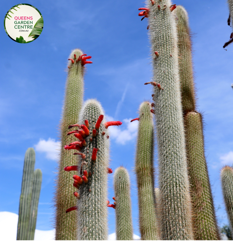 Alt text: Cleistocactus strausii, also known as the Silver Torch Cactus, is a striking succulent with tall, slender stems covered in silvery-white spines. The cylindrical stems resemble torches, and the plant produces bright red or orange flowers at the tips. This cactus adds a sculptural and dramatic element to arid gardens or succulent collections.