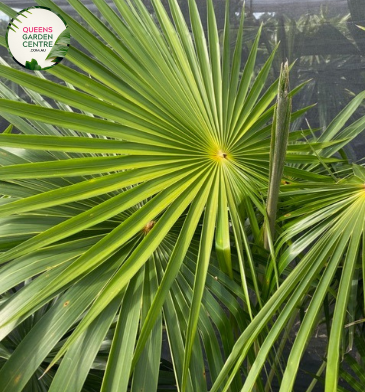 Close-up of Coccothrinax alta: This image highlights the intricate texture and structure of Coccothrinax alta leaves, showcasing its distinctive fan-shaped fronds in close detail.