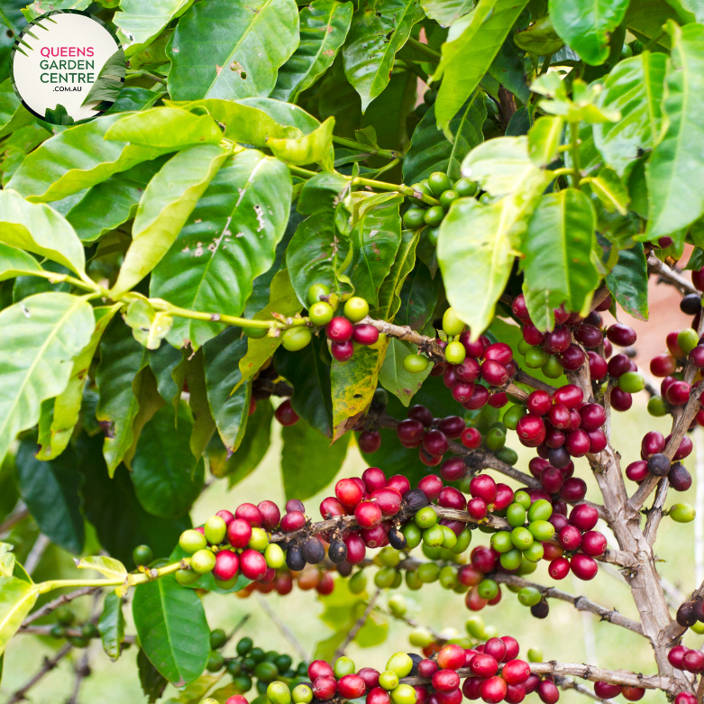Alt text: Close-up photo of a Coffea arabica plant, commonly known as Arabica coffee. The tropical evergreen shrub features glossy, dark green leaves and clusters of small, fragrant white flowers. In the photo, developing coffee cherries are visible, showcasing the early stages of the fruit that contains the coffee beans. The image captures the lush foliage and the promise of the iconic coffee beans on the Coffea arabica plant.