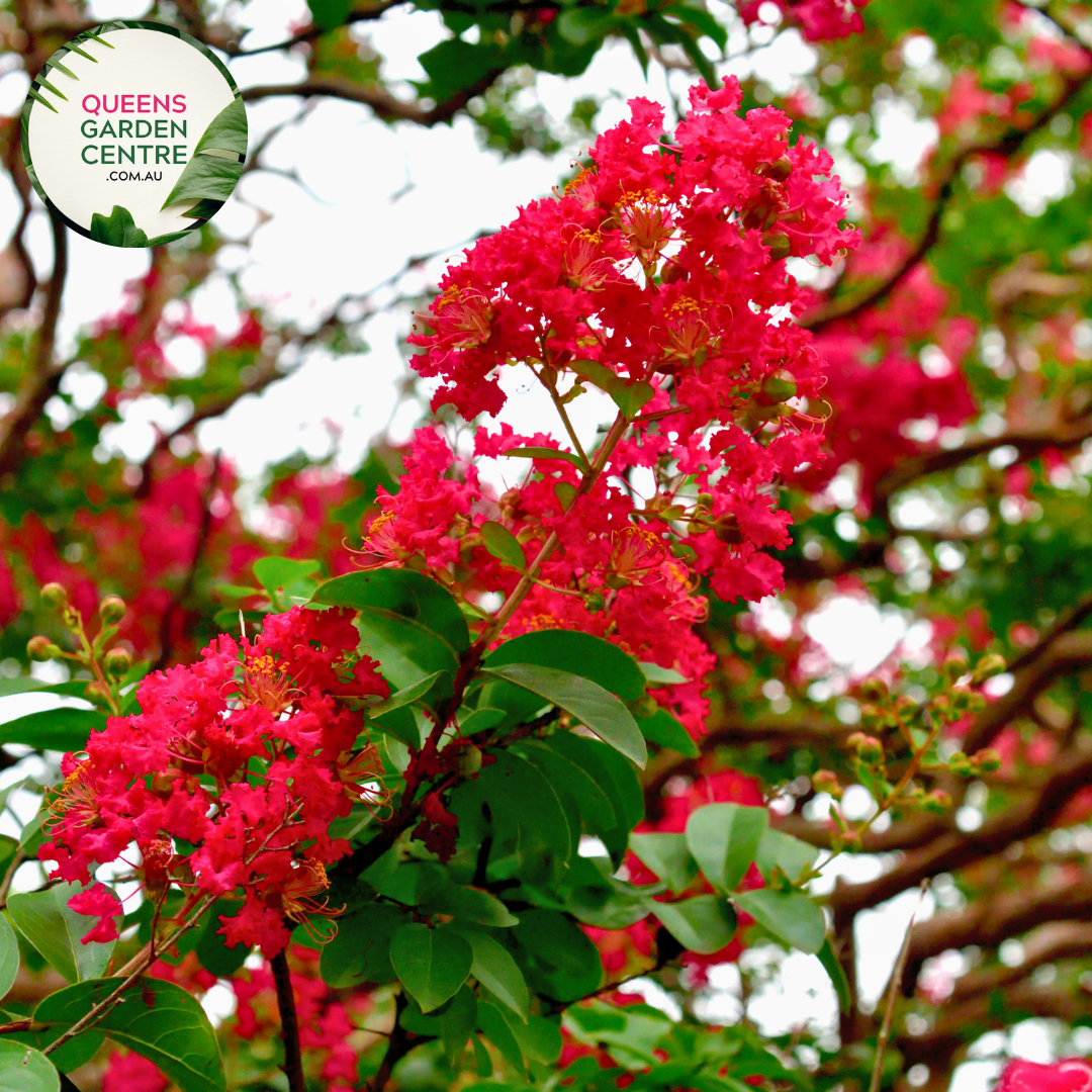 Lagerstroemia Diamonds in the Dark Best Red Crepe Myrtle