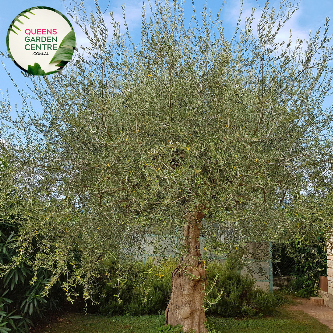 Olive Olea Europaea Kalamata