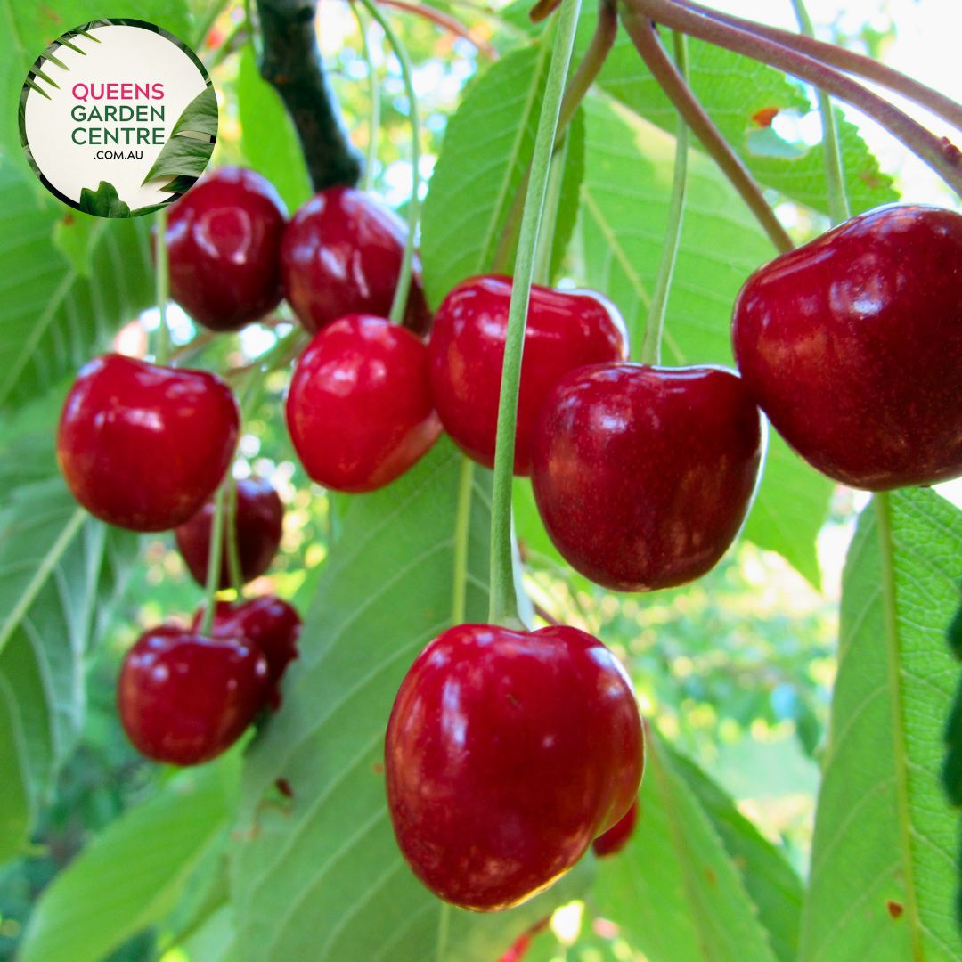 Plum / Cherry Hybrid Prunus Little Chum