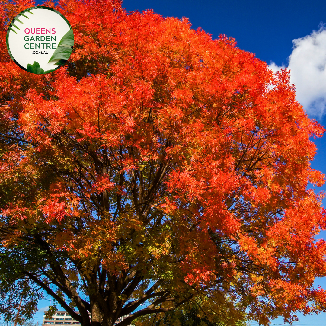 Pistacia Chinensis Chinese Pistachio