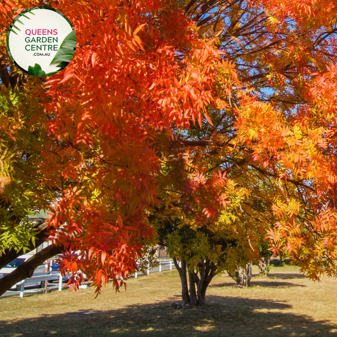 Pistacia Chinensis Chinese Pistachio