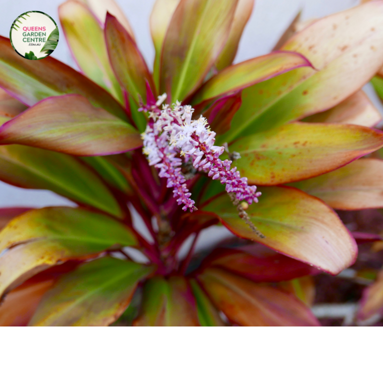 Close-up photo of a Cordyline fruticosa 'Maize' plant, showcasing its striking and colorful foliage. The plant features long, lance-shaped leaves in shades of bright yellow and green, resembling the vibrant colors of maize or corn. The leaves have a smooth and slightly arching growth pattern, creating an eye-catching display.