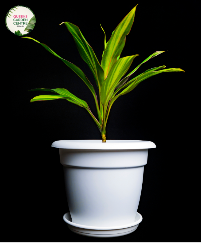 Close-up photo of a Cordyline fruticosa 'Maize' plant, showcasing its striking and colorful foliage. The plant features long, lance-shaped leaves in shades of bright yellow and green, resembling the vibrant colors of maize or corn. The leaves have a smooth and slightly arching growth pattern, creating an eye-catching display.