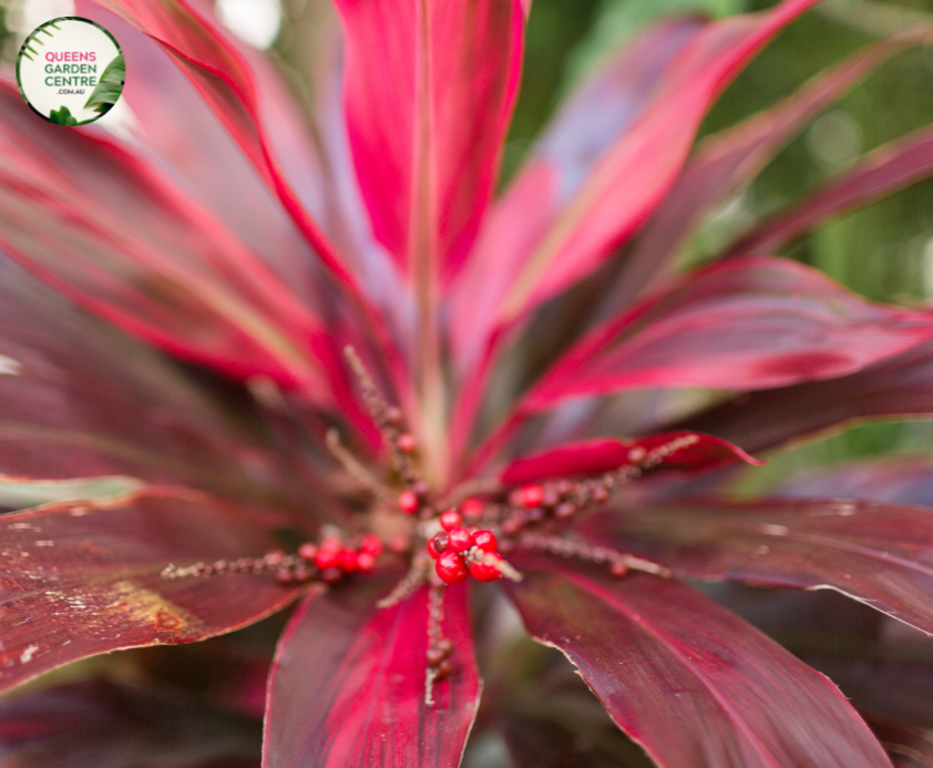 Close-up photo of a Cordyline fruticosa 'John Klass Red' plant, showcasing its stunning and vibrant foliage. The plant features long, lance-shaped leaves with a rich, burgundy-red color and a slightly arching growth pattern. The leaves have a smooth and glossy texture, adding to their visual appeal.