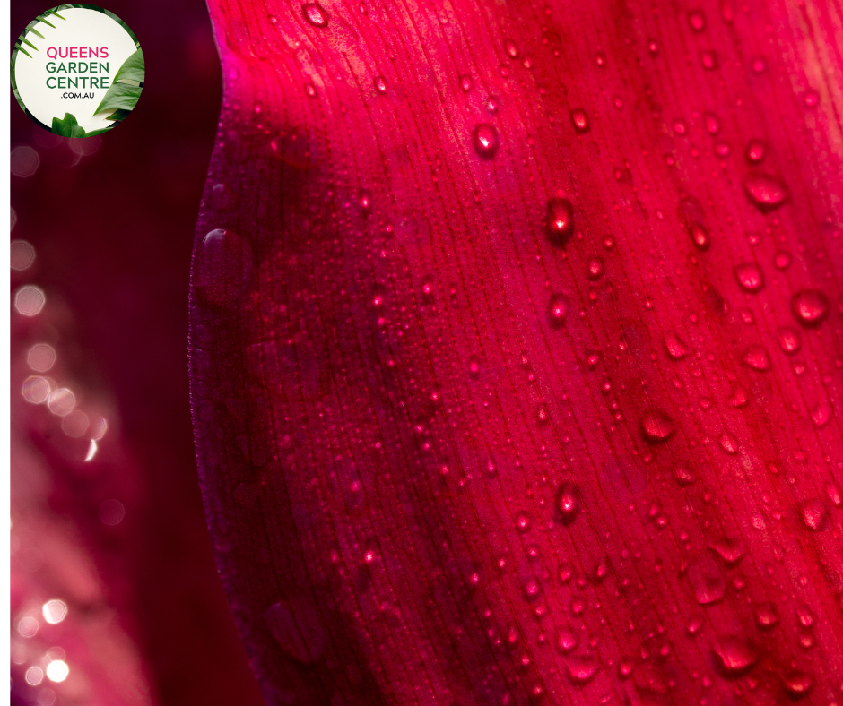 Close-up photo of a Cordyline fruticosa 'John Klass Red' plant, showcasing its stunning and vibrant foliage. The plant features long, lance-shaped leaves with a rich, burgundy-red color and a slightly arching growth pattern. The leaves have a smooth and glossy texture, adding to their visual appeal.